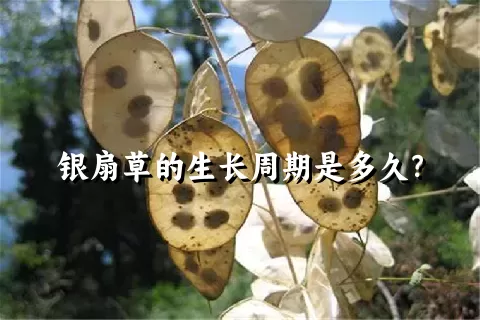 银扇草的生长周期是多久？