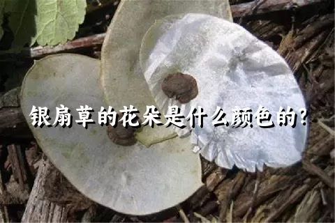 银扇草的花朵是什么颜色的？