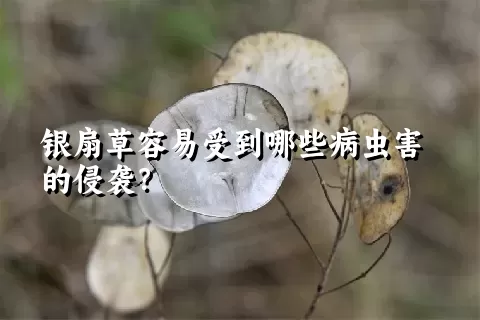 银扇草容易受到哪些病虫害的侵袭？