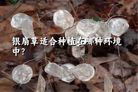 银扇草适合种植在哪种环境中？