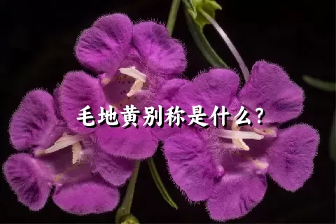 毛地黄别称是什么？