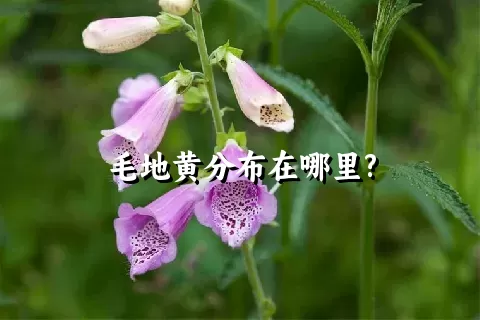 毛地黄分布在哪里?