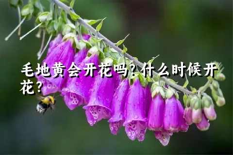 毛地黄会开花吗？什么时候开花？