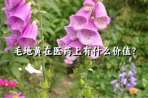 毛地黄在医药上有什么价值？