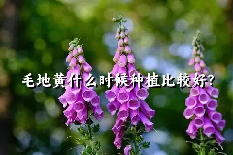 毛地黄什么时候种植比较好？