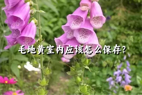 毛地黄室内应该怎么保存？