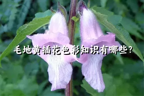 毛地黄插花色彩知识有哪些？