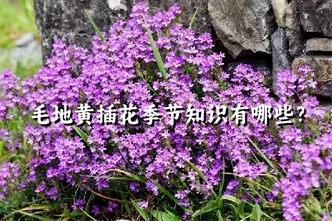 毛地黄插花季节知识有哪些？