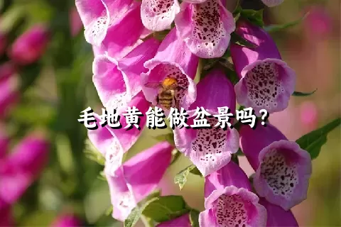 毛地黄能做盆景吗？