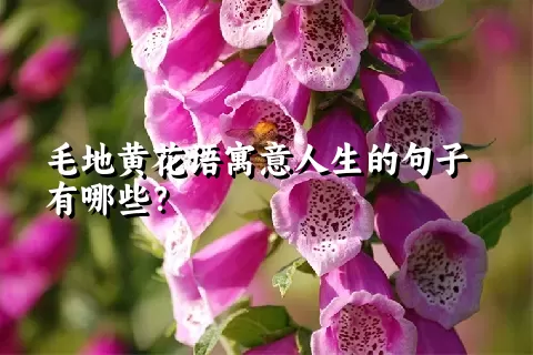 毛地黄花语寓意人生的句子有哪些？