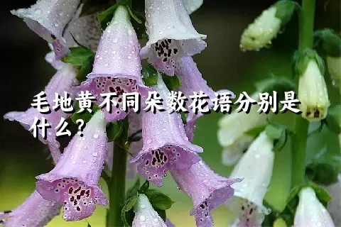 毛地黄不同朵数花语分别是什么？