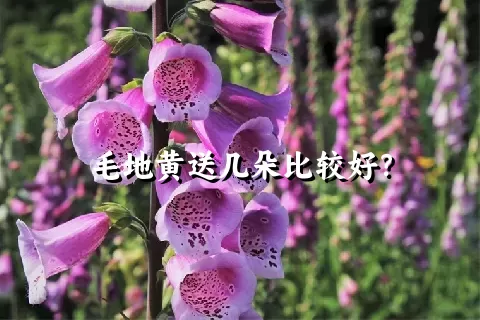 毛地黄送几朵比较好？