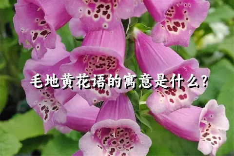 毛地黄花语的寓意是什么？