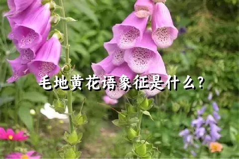 毛地黄花语象征是什么？