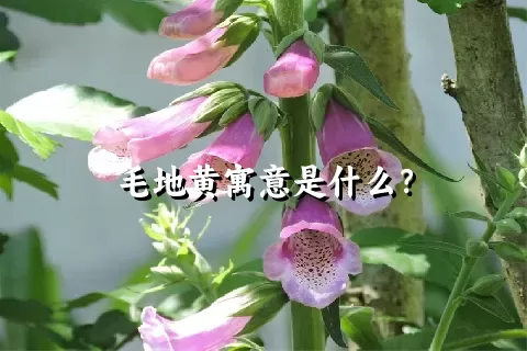 毛地黄寓意是什么？