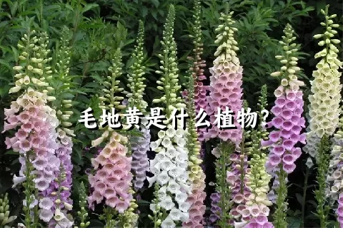 毛地黄是什么植物？