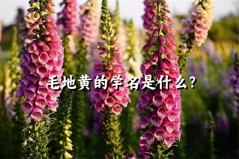 毛地黄的学名是什么？