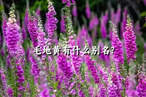 毛地黄有什么别名？