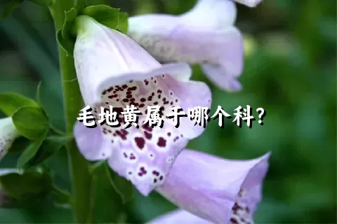 毛地黄属于哪个科？