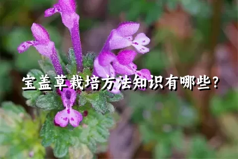 宝盖草栽培方法知识有哪些？