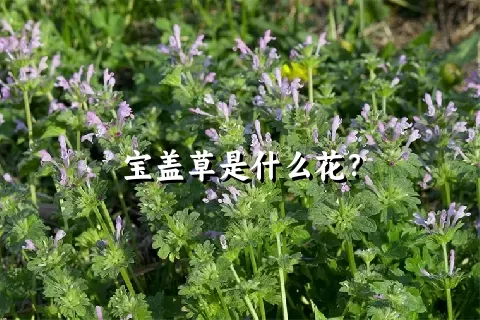 宝盖草是什么花？