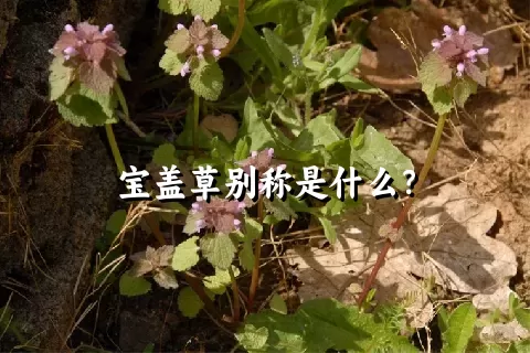 宝盖草别称是什么？