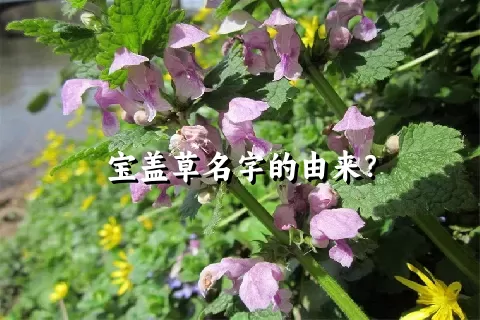 宝盖草名字的由来？