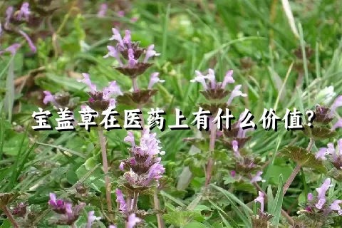 宝盖草在医药上有什么价值？