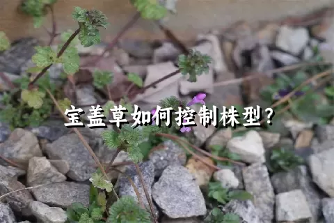 宝盖草如何控制株型？