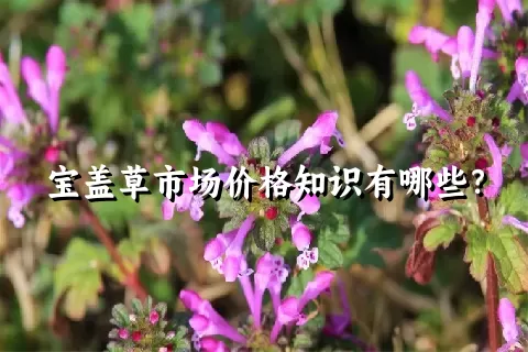 宝盖草市场价格知识有哪些？