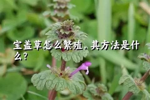 宝盖草怎么繁殖，其方法是什么？