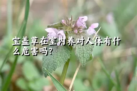 宝盖草在室内养对人体有什么危害吗？