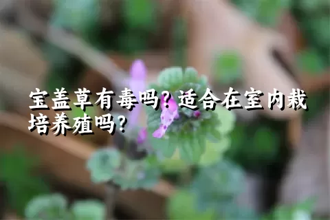 宝盖草有毒吗？适合在室内栽培养殖吗？