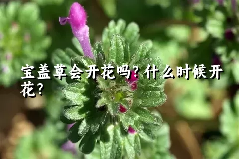 宝盖草会开花吗？什么时候开花？