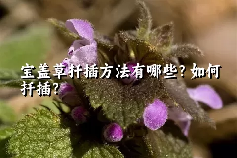 宝盖草扦插方法有哪些？如何扦插？