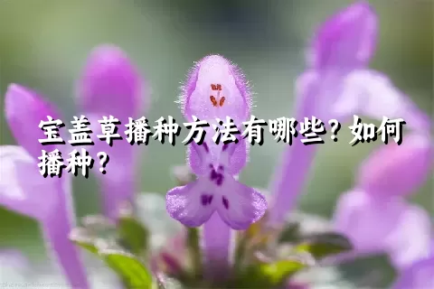 宝盖草播种方法有哪些？如何播种？