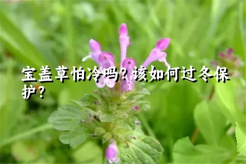 宝盖草怕冷吗？该如何过冬保护？