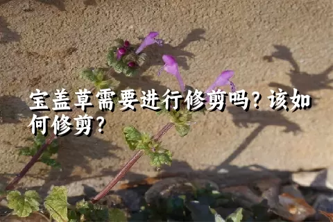 宝盖草需要进行修剪吗？该如何修剪？