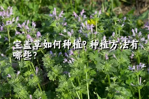 宝盖草如何种植？种植方法有哪些？