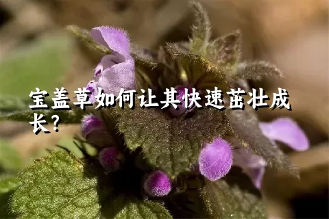 宝盖草如何让其快速茁壮成长？