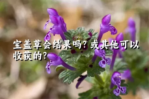 宝盖草会结果吗？或其他可以收获的？