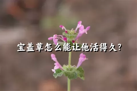 宝盖草怎么能让他活得久？