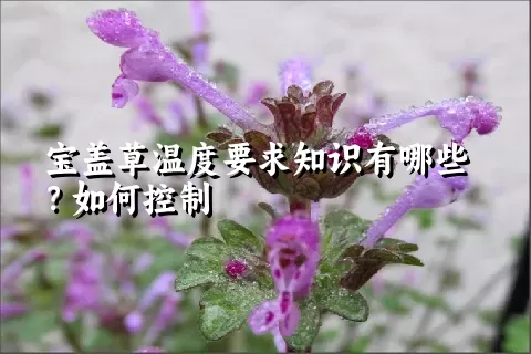 宝盖草温度要求知识有哪些？如何控制