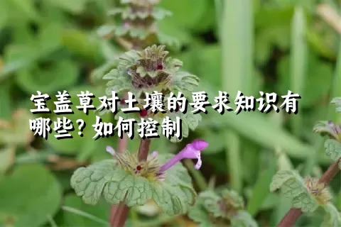 宝盖草对土壤的要求知识有哪些？如何控制