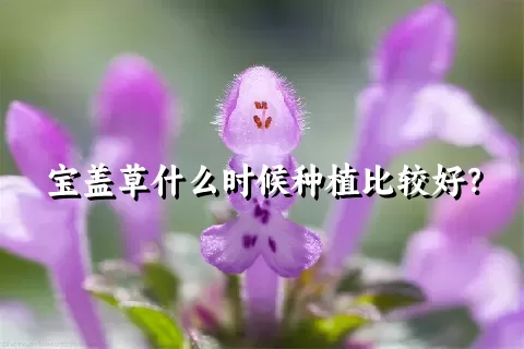 宝盖草什么时候种植比较好？