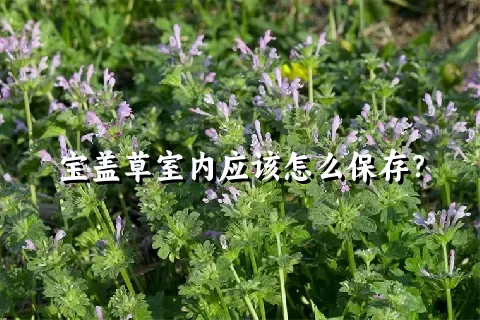 宝盖草室内应该怎么保存？