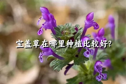 宝盖草在哪里种植比较好？