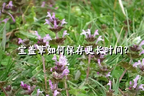 宝盖草如何保存更长时间？