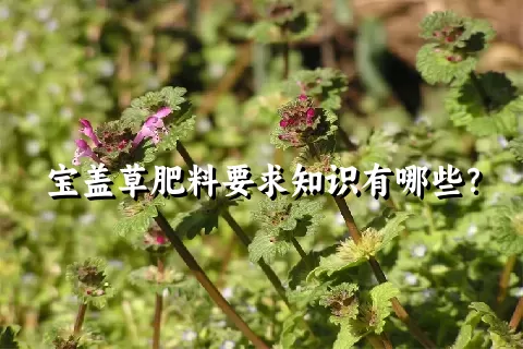 宝盖草肥料要求知识有哪些？