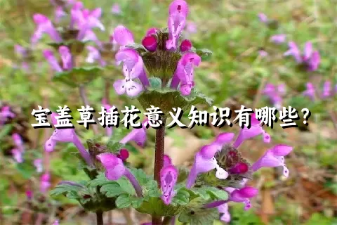 宝盖草插花意义知识有哪些？